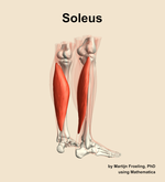 The soleus muscle of the leg - orientation 7