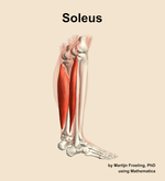 The soleus muscle of the leg - orientation 8