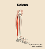 The soleus muscle of the leg - orientation 9