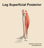 Muscles of the superficial posterior compartment of the leg - orientation 1