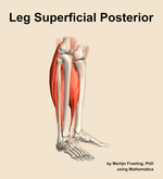 Muscles of the superficial posterior compartment of the leg - orientation 10