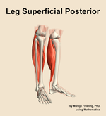 Muscles of the superficial posterior compartment of the leg - orientation 11
