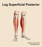Muscles of the superficial posterior compartment of the leg - orientation 12