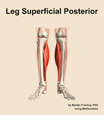 Muscles of the superficial posterior compartment of the leg - orientation 13