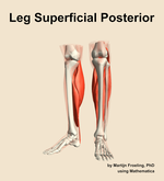 Muscles of the superficial posterior compartment of the leg - orientation 14