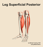 Muscles of the superficial posterior compartment of the leg - orientation 15