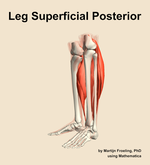Muscles of the superficial posterior compartment of the leg - orientation 16