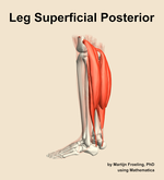 Muscles of the superficial posterior compartment of the leg - orientation 2