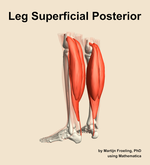 Muscles of the superficial posterior compartment of the leg - orientation 3