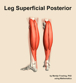 Muscles of the superficial posterior compartment of the leg - orientation 4