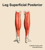 Muscles of the superficial posterior compartment of the leg - orientation 5