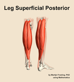 Muscles of the superficial posterior compartment of the leg - orientation 6