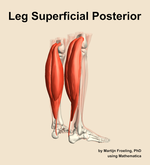 Muscles of the superficial posterior compartment of the leg - orientation 7