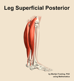 Muscles of the superficial posterior compartment of the leg - orientation 8
