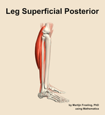 Muscles of the superficial posterior compartment of the leg - orientation 9