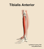 The tibialis anterior muscle of the leg - orientation 1