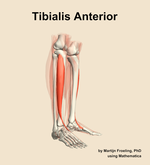 The tibialis anterior muscle of the leg - orientation 10