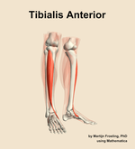 The tibialis anterior muscle of the leg - orientation 11