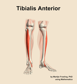 The tibialis anterior muscle of the leg - orientation 12