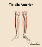 The tibialis anterior muscle of the leg - orientation 13