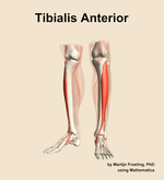 The tibialis anterior muscle of the leg - orientation 14