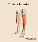The tibialis anterior muscle of the leg - orientation 15