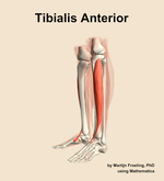 The tibialis anterior muscle of the leg - orientation 16