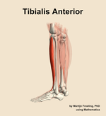 The tibialis anterior muscle of the leg - orientation 2