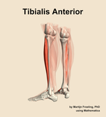 The tibialis anterior muscle of the leg - orientation 3