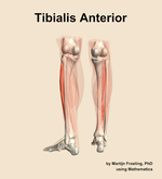 The tibialis anterior muscle of the leg - orientation 4