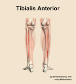 The tibialis anterior muscle of the leg - orientation 5