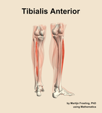 The tibialis anterior muscle of the leg - orientation 6