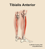 The tibialis anterior muscle of the leg - orientation 7