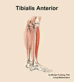The tibialis anterior muscle of the leg - orientation 8
