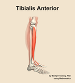 The tibialis anterior muscle of the leg - orientation 9