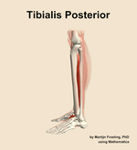 The tibialis posterior muscle of the leg - orientation 1