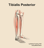 The tibialis posterior muscle of the leg - orientation 10