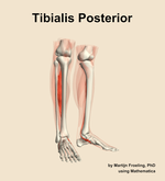 The tibialis posterior muscle of the leg - orientation 11