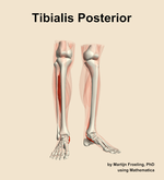 The tibialis posterior muscle of the leg - orientation 12