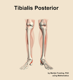 The tibialis posterior muscle of the leg - orientation 13