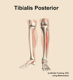The tibialis posterior muscle of the leg - orientation 14