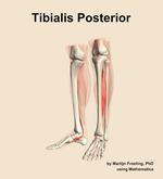 The tibialis posterior muscle of the leg - orientation 15