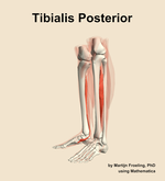The tibialis posterior muscle of the leg - orientation 16