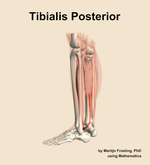 The tibialis posterior muscle of the leg - orientation 2