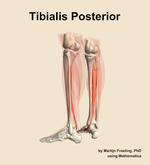 The tibialis posterior muscle of the leg - orientation 3