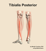 The tibialis posterior muscle of the leg - orientation 4