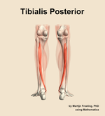 The tibialis posterior muscle of the leg - orientation 5