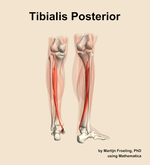 The tibialis posterior muscle of the leg - orientation 6