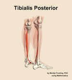 The tibialis posterior muscle of the leg - orientation 7
