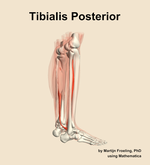The tibialis posterior muscle of the leg - orientation 8